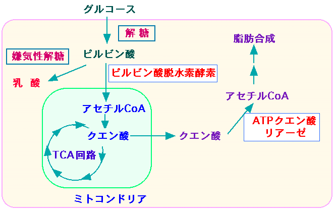 Template:クエン酸回路