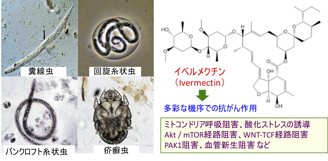 イベルメクチン Ivermectin の抗がん作用