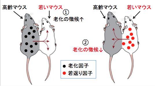 ニコチン アミド リボ シド