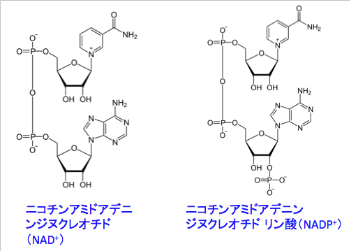 ニコチン アミド モノ ヌクレオチド