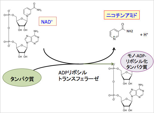 ニコチン アミド リボ シド