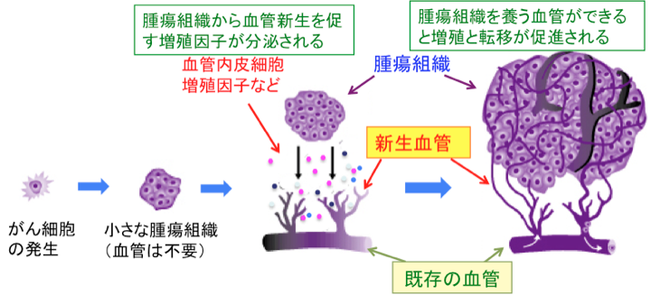 血管新生阻害によるがん治療