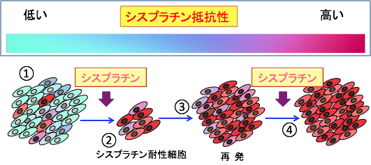 がん細胞の抗がん剤感受性を高める方法