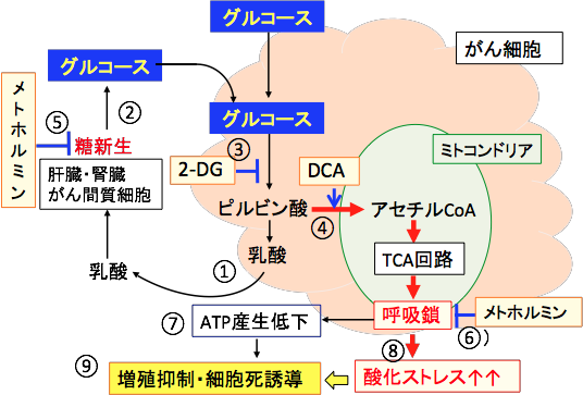 メトホルミンとジクロロ酢酸と2-デオキシグルコース