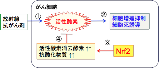 ̎_Ö@Nrf2