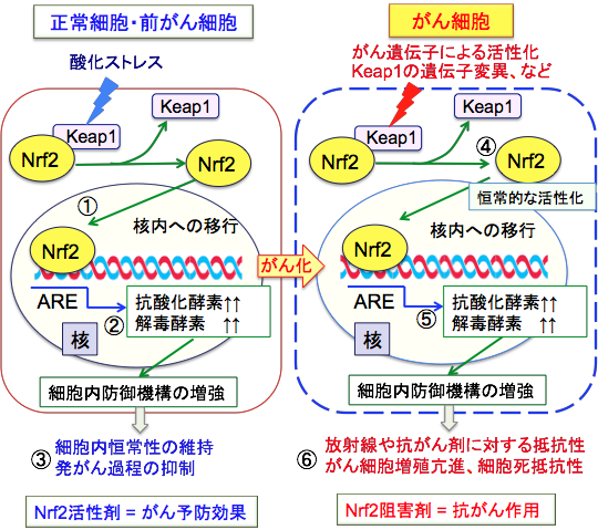 Nrf2Ƃ񎡗