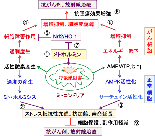 gz~̍Rp