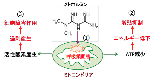 メトホルミンの抗がん作用