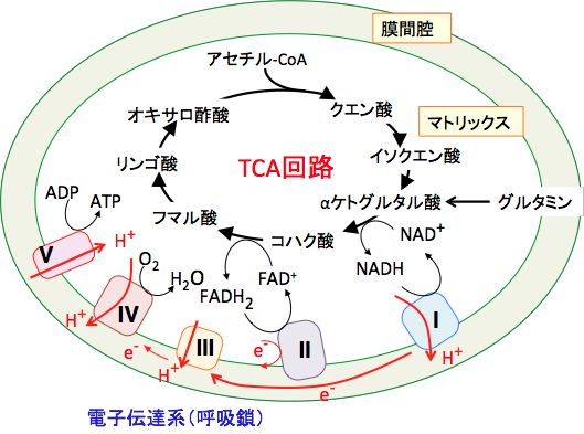 電子伝達系と活性酸素