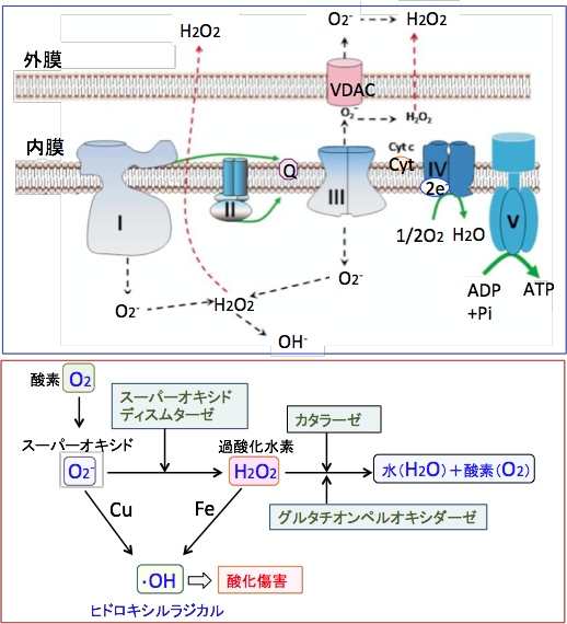 呼吸酵素複合体と活性酸素