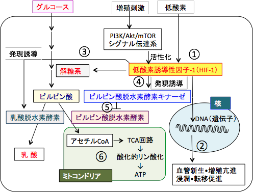 低酸素誘導因子-1