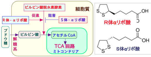 R体αリポ酸とピルビン酸脱水素酵素