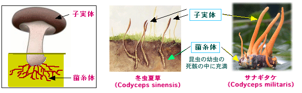 コルジセピン：冬虫夏草