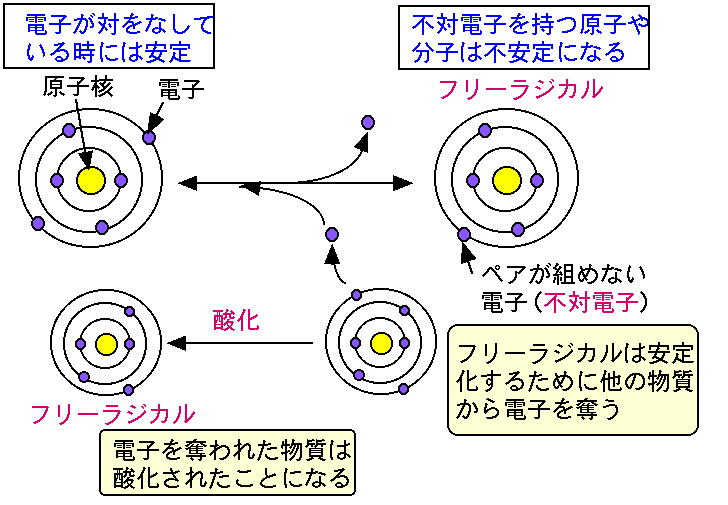 フリー ラジカル