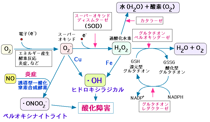 ヒドロキシ ラジカル