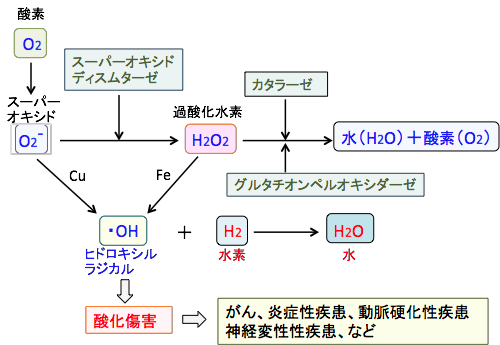 ラジカル ヒドロキシ ヒドロキシラジカルと水酸化物イオンの違いは？