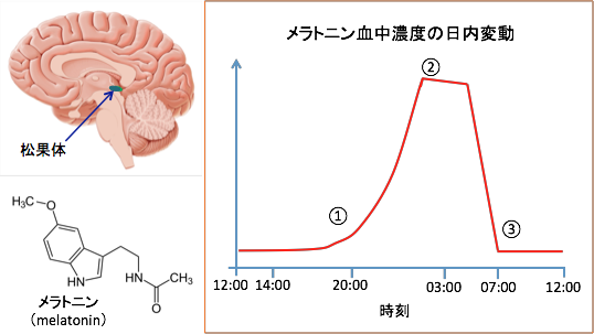 メラトニン 副作用