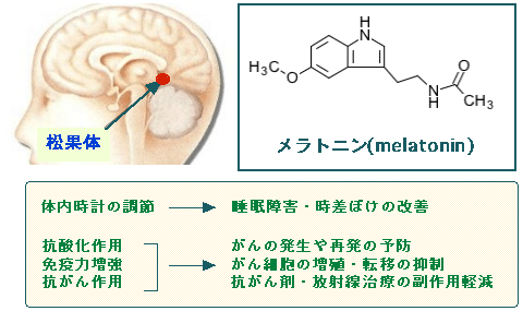 メラトニン サプリ 効果