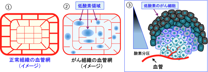 がん細胞のシスプラチン抵抗性