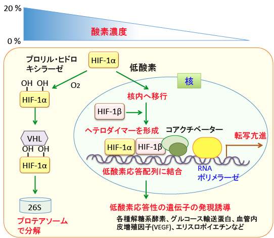 がん細胞のシスプラチン抵抗性