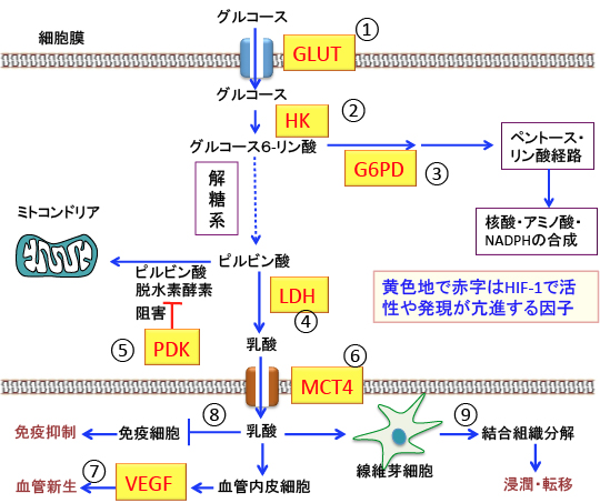 がん細胞のシスプラチン抵抗性