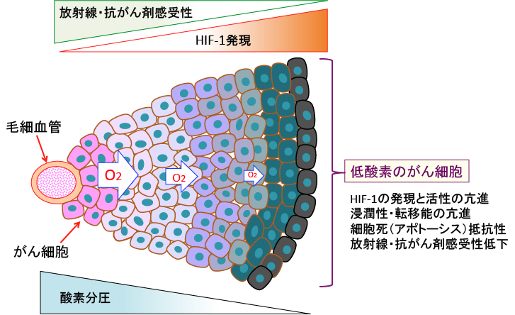 がん細胞のシスプラチン抵抗性