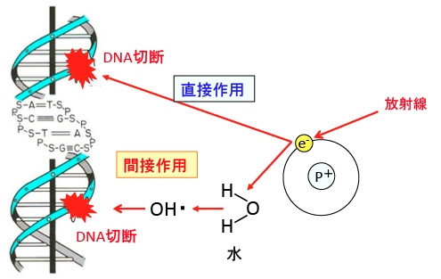 抗がん剤耐性のメカニズム