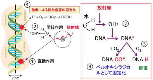 がん細胞のシスプラチン抵抗性