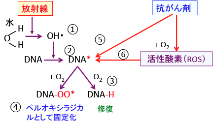 がん細胞のシスプラチン抵抗性