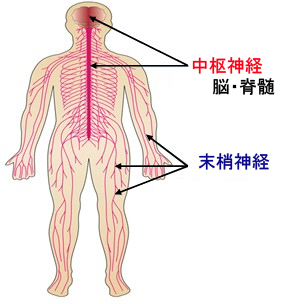 ん しびれ が 副作用 抗 剤