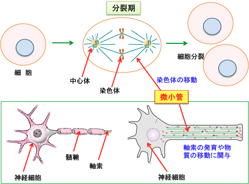 ん しびれ が 副作用 抗 剤