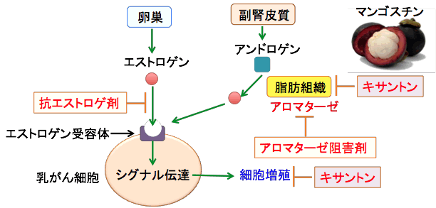 アロマターゼ阻害剤の代替品はありますか?